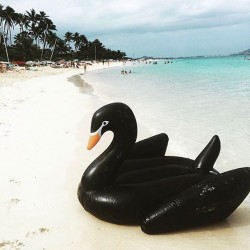 Black Swan Float